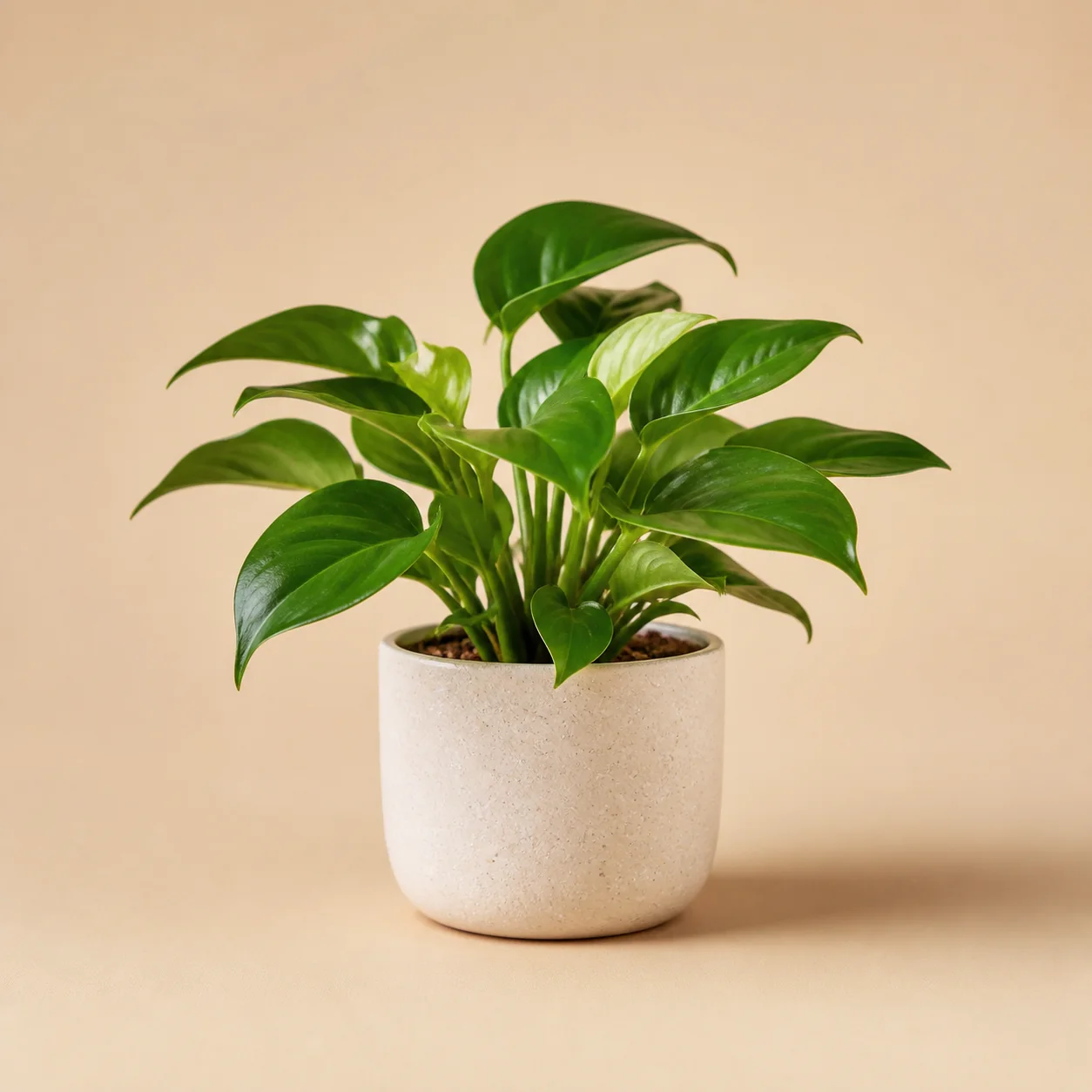 houseplant background change sample
